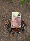 Copper Bear Head Zippo Lighter